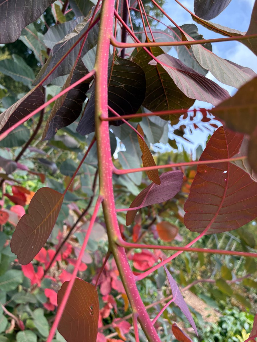 NTDyrhamPark's tweet photo. Take time to wander round the garden this autumn to take in the sights, scents and sounds of nature. 

From the toffee-like smell of the katsura tree to the gentle cascade and the cool feel of the parterre decorations, there's so much to stimulate all the senses.
#Autumn #October https://t.co/46KMAXl914