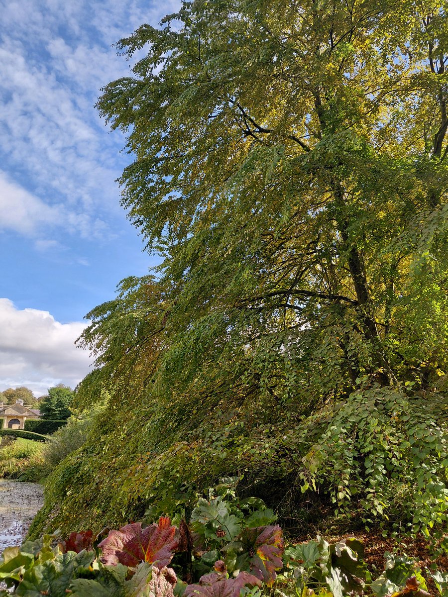 NTDyrhamPark's tweet photo. Take time to wander round the garden this autumn to take in the sights, scents and sounds of nature. 

From the toffee-like smell of the katsura tree to the gentle cascade and the cool feel of the parterre decorations, there's so much to stimulate all the senses.
#Autumn #October https://t.co/46KMAXl914