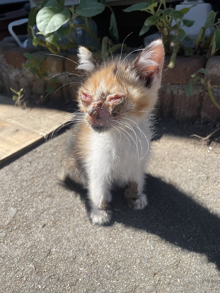 japancat2006's tweet photo. 日に日に良くなっていく。
獣医学すごいな。 https://t.co/Iu0EXm45hM