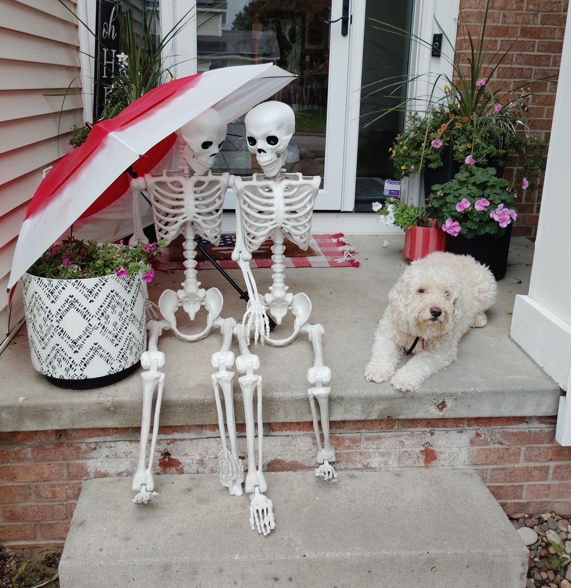 ArieDoodle's tweet photo. Why do skeletons need an umbrella? βπ€ππ
#Halloween #dogs #AriesWorld https://t.co/6l5EjDGH0Q