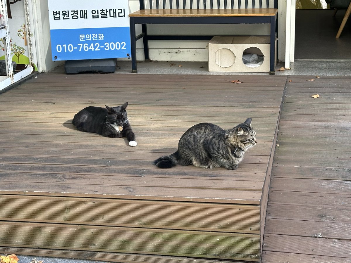 CHIKENJUMP's tweet photo. 고양이 https://t.co/pbSJLxazlW