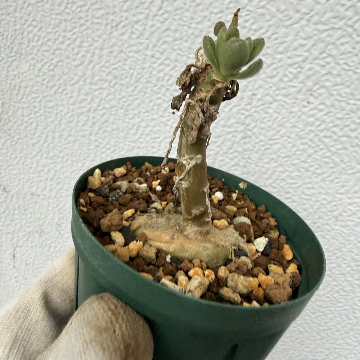 awn_plants's tweet photo. 地中に塊根みたいなのができ始めた。長期栽培でぽっこりとさせられます◎
#awn_tylecodon_racemosus 
#awn_tylecodon
#tylecodon #チレコドン
#tylecodonracemosus 
10/2–3 ON THE PLANTS（福岡）
10/31–11/1 BOTANICBOMB
11/28 京都みどりのマルシェ番外編 in トート広場 https://t.co/t8W2mfdlA4