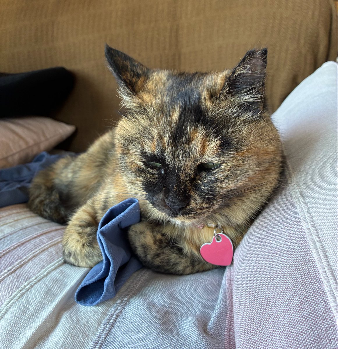 SpunyuSabi's tweet photo. 今にもまぶたが落ちそう…
飼い主のパーカー、キュッってしてる😍 https://t.co/rkDawk7iP2