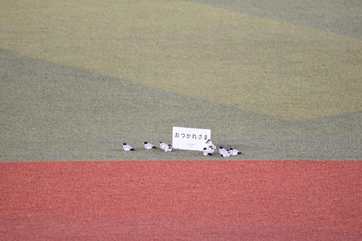 sea_hawks52's tweet photo. 2026.10.2
ZOZOマリンスタジアム

角中さんが鳥を追い払う場面の鳥を再現する
千葉ロッテマリーンズさんwwwwww

#chibalotte
#sbhawks
#角中勝也 https://t.co/Q2Cpmq5o0z
