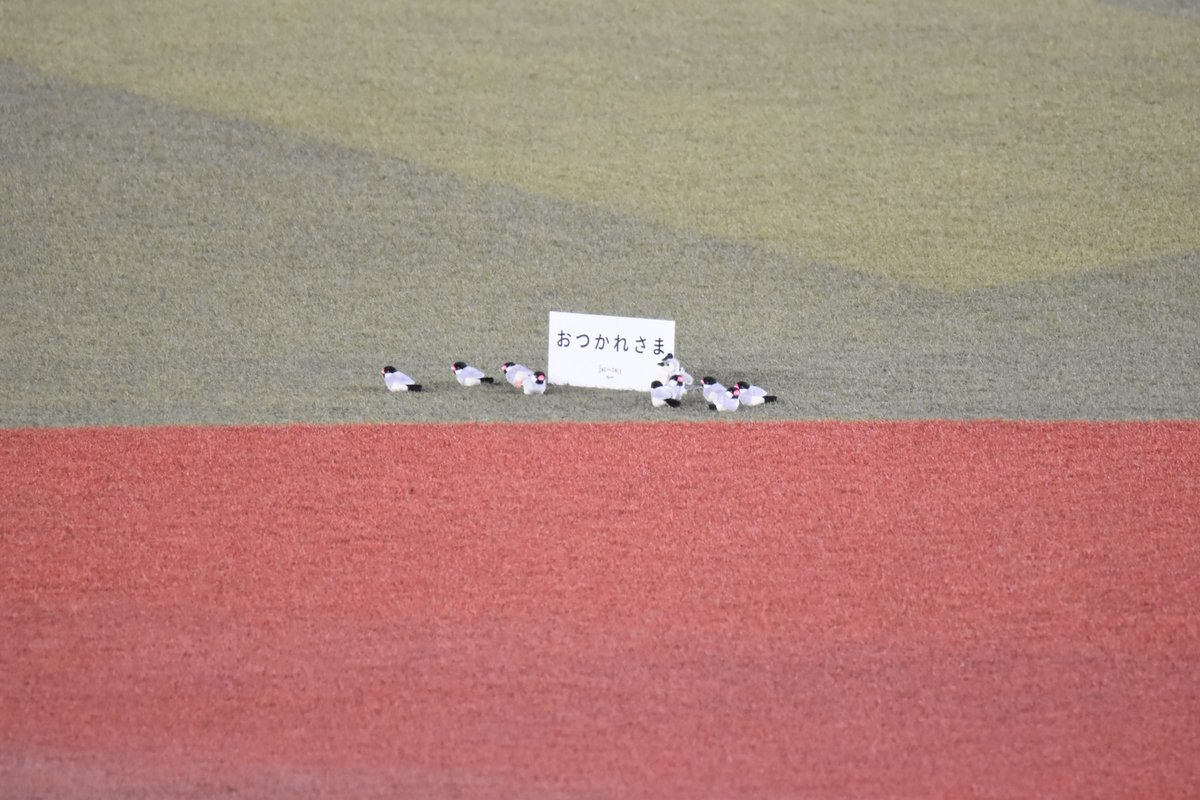 sea_hawks52's tweet photo. 2026.10.2
ZOZOマリンスタジアム

角中さんが鳥を追い払う場面の鳥を再現する
千葉ロッテマリーンズさんwwwwww

#chibalotte
#sbhawks
#角中勝也 https://t.co/Q2Cpmq5o0z