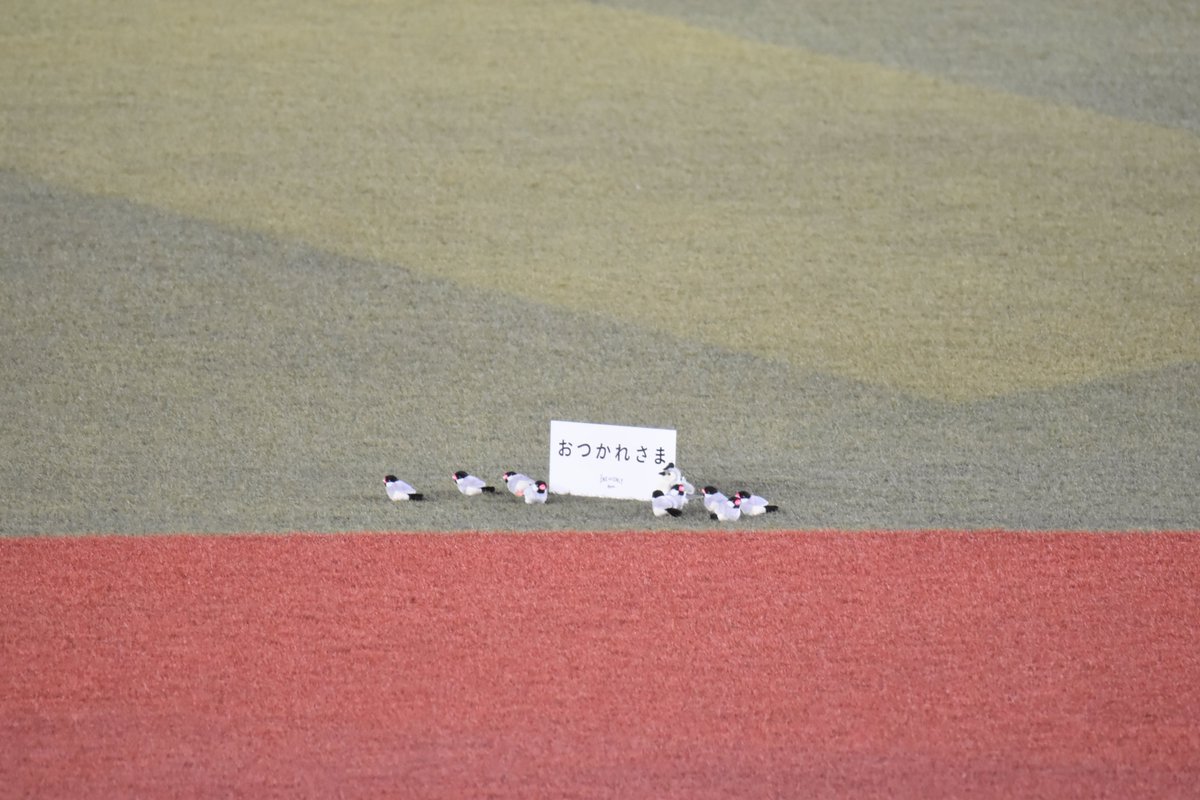 sea_hawks52's tweet photo. 2026.10.2
ZOZOマリンスタジアム

角中さんが鳥を追い払う場面の鳥を再現する
千葉ロッテマリーンズさんwwwwww

#chibalotte
#sbhawks
#角中勝也 https://t.co/Q2Cpmq5o0z