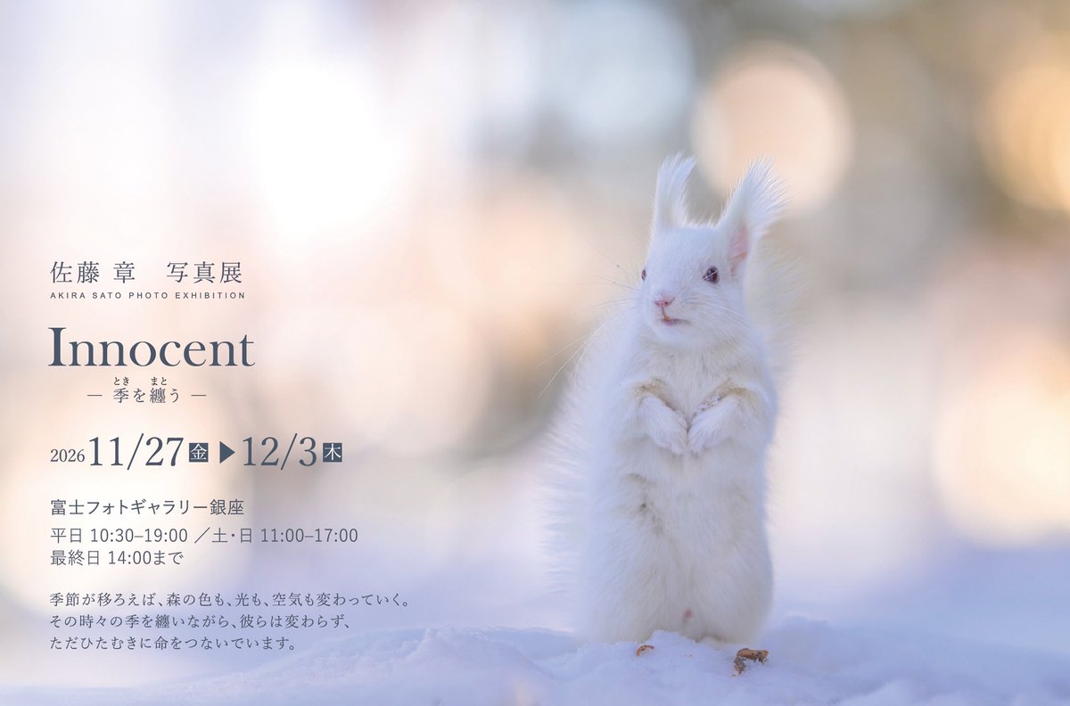 akirasato1019's tweet photo. 🦊写真展のお知らせ🦊

11月27日（金）より、東京・銀座で写真展を開催します🍀

北海道の四季の中で出会い、撮り続けてきた野生動物たち。その季節を纏いながら、ただひたむきに生きる姿を展示します。

大きなプリントだからこそ伝わる空気感も感じていただけたら嬉しいです☺️

たくさんの方にご覧いただけたら幸いです。どうぞよろしくお願いいたします🍀

🦊佐藤章写真展
「Innocent ―季を纏う（ときをまとう）―」

📍富士フォトギャラリー銀座
2026年11月27日（金）〜12月3日（木）

平日 10:30〜19:00
土・日 11:00〜17:00
※最終日は14:00まで
※祝花はご遠慮いただいております🙏

リポストや口コミで広めていただけると嬉しいです☺️