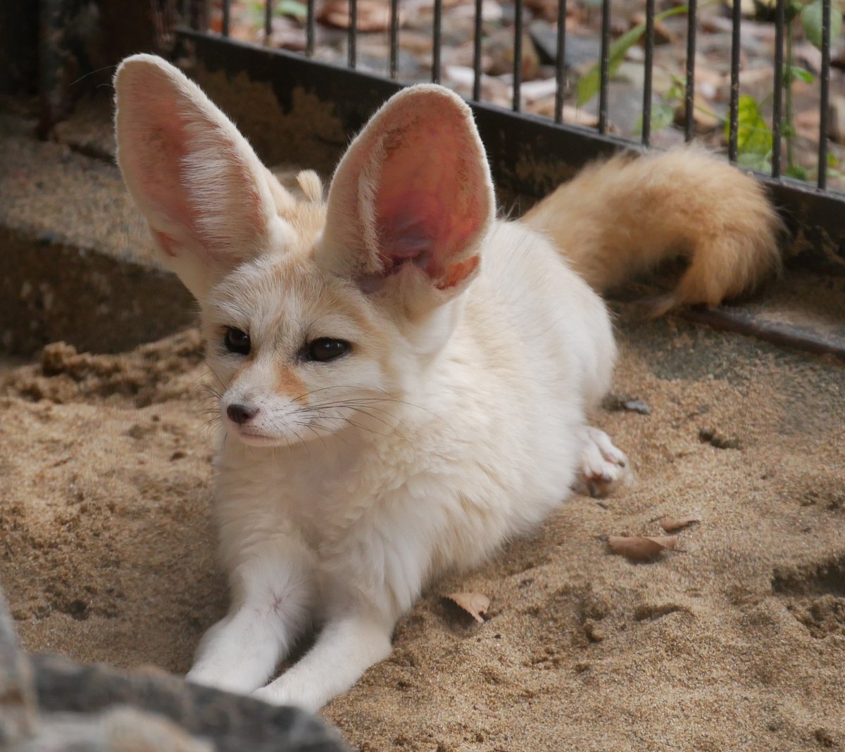 applekisaragi23's tweet photo. 今日(10/2)のフェネック🦊のエールくん🦊です☺️

#井の頭自然文化園　#フェネック https://t.co/tA68tVvLvB