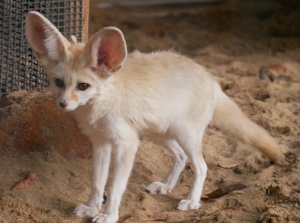 applekisaragi23's tweet photo. 今日(10/2)のフェネック🦊のエールくん🦊です☺️

#井の頭自然文化園　#フェネック https://t.co/tA68tVvLvB