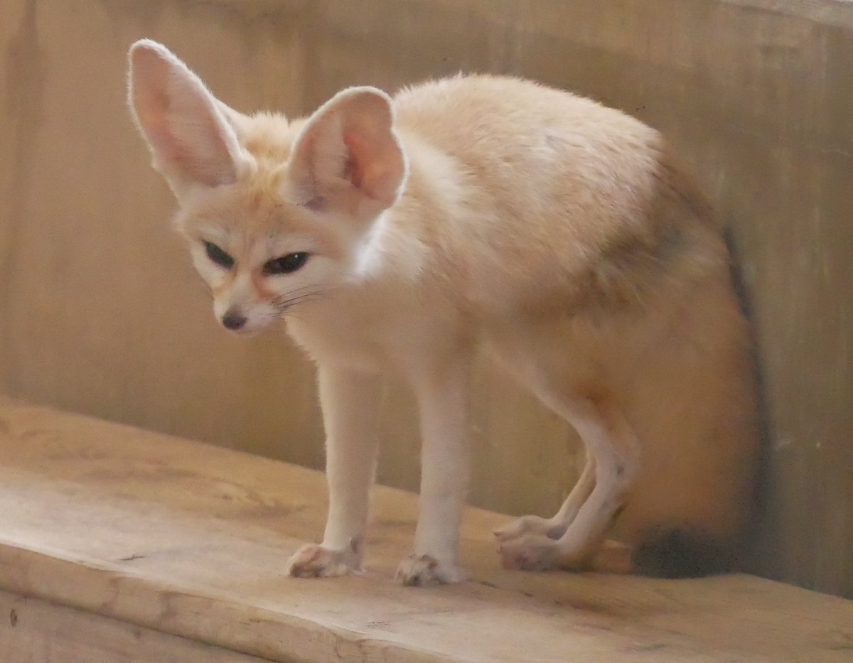 applekisaragi23's tweet photo. 今日(10/2)のフェネック🦊のカマルくん🦊です☺️

#井の頭自然文化園　#フェネック https://t.co/7jr2736K7P