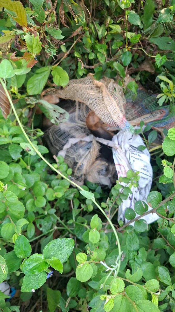 jeevansharya's tweet photo. 🚨🐕💔 HORRIFIC ANIMAL CRUELTY - JUSTICE FOR THIS COMMUNITY DOG
📍 Location: Navsari, Gujarat, India 🇮🇳
A community dog that lived peacefully outside a Nescafé outlet for around 5 years was beaten to death by the outlet owner and security personnel.
⚖️ LEGAL ACTION REQUESTED:
✅ PCA Act, 1960 - Sections 3 & 11
✅ BNS 325 - Mischief by culling or maiming animal
✅ Other applicable criminal provisions.
🚨 AUTHORITIES MUST ACT:
✅ Register an FIR immediately.
✅ Identify and arrest the accused where legally warranted.
✅ Preserve CCTV footage and other evidence.
✅ Identify and question the outlet owner and security personnel.
✅ Conduct veterinary examination/post-mortem where feasible to establish cause of death.
✅ Investigate the role of every person involved.
✅ Take strict action under every provision.
📢 @GujaratPolice @CMOGuj @dgpgujarat @NestleIndia @NESCAFE
🐕💔 A community animal that trusted people for years allegedly lost its life through violence. This must not be ignored.
@Tweet @narendramodi @PMOIndia @PetaIndia @indSupremeCourt @AwbiBallabhgarh @Dept_of_AHD @moefcc @Manekagandhibjp @SwatiJaiHind @RenukaBJP @priyankac19
#StopAnimalCruelty #Navsari #Gujarat #AmendPCA #NoMore50
