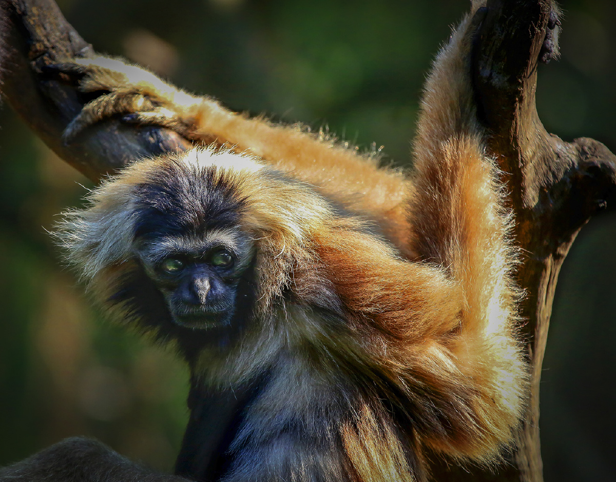 IvyElliottls6m's tweet photo. [Today I saw a cute mountain gibbon, who still clings tightly to the tree branch, its fluffy fur contrasting sharply against the green leaves!] https://t.co/teLBvl1d6i