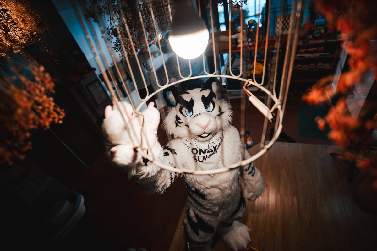 WhiteTigerTW's tweet photo. 🐯💡
📸 ：@loniceradc66 
🪡：@BK_fursuit 
#FursuitFriday https://t.co/XZ7cDRLVks