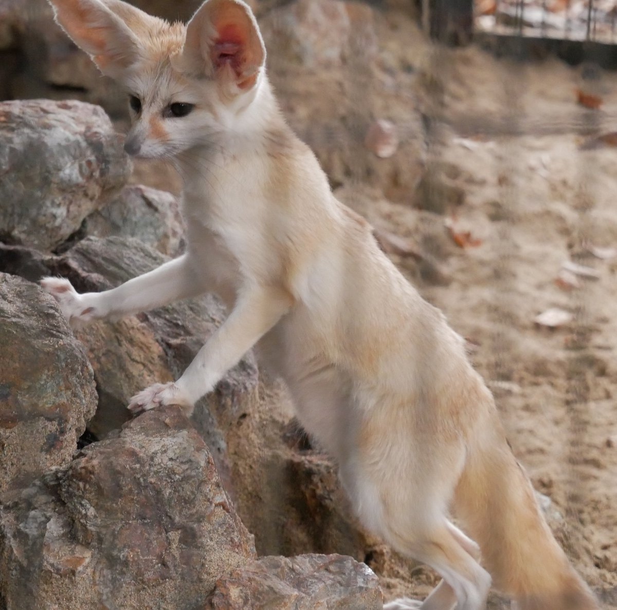 applekisaragi23's tweet photo. 今日(10/2)のフェネック🦊のシュシュちゃん🦊です💕

#井の頭自然文化園　#フェネック https://t.co/ooyKOq0bxU