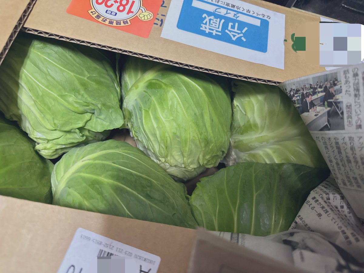 tomboy__34's tweet photo. 緑色の妖精が舞い降りました🥬🧚‍♀️💫

きゃぺさんよりもキャベツ料理得意になりそう笑
きゃぺさんいつもほんまありがとう✨️ https://t.co/g7oOnSTc1D