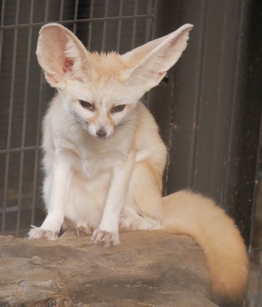 applekisaragi23's tweet photo. 今日(10/2)のフェネック🦊のシュシュちゃん🦊です💕

#井の頭自然文化園　#フェネック https://t.co/ooyKOq0bxU