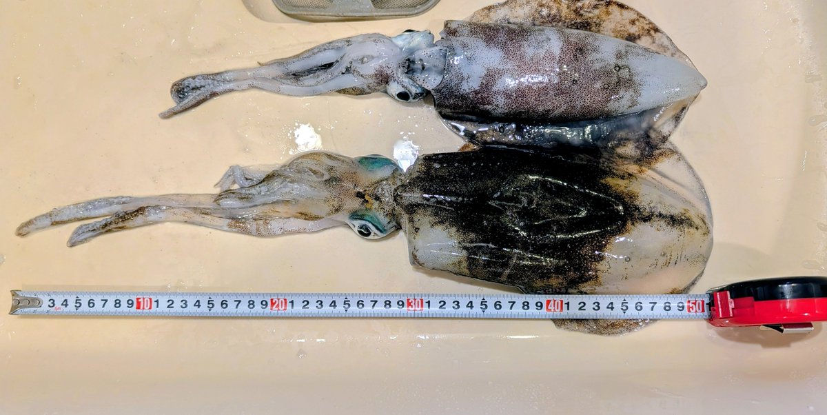 ike_1709's tweet photo. 辛い仕事&amp;楽しいエギングから帰宅🦑🎣
1時間ちょいでアオリイカ2杯釣れて非常に満足w
この時期で胴長21cmは嬉しいサイズ😌 https://t.co/pdo2QYSQwE