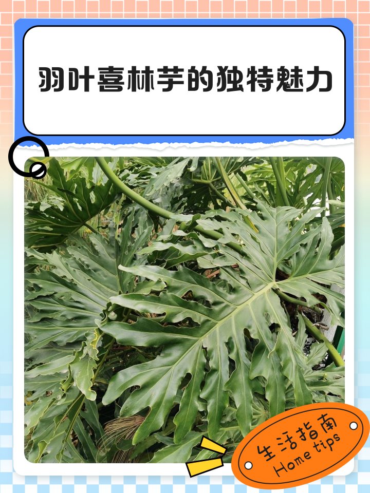 Jacquelinefgq7's tweet photo. Today I learned that linzhi mushrooms (鳞赘赵茸) have unique health benefits – nature’s tiny gems! https://t.co/iAAeQvYnSc