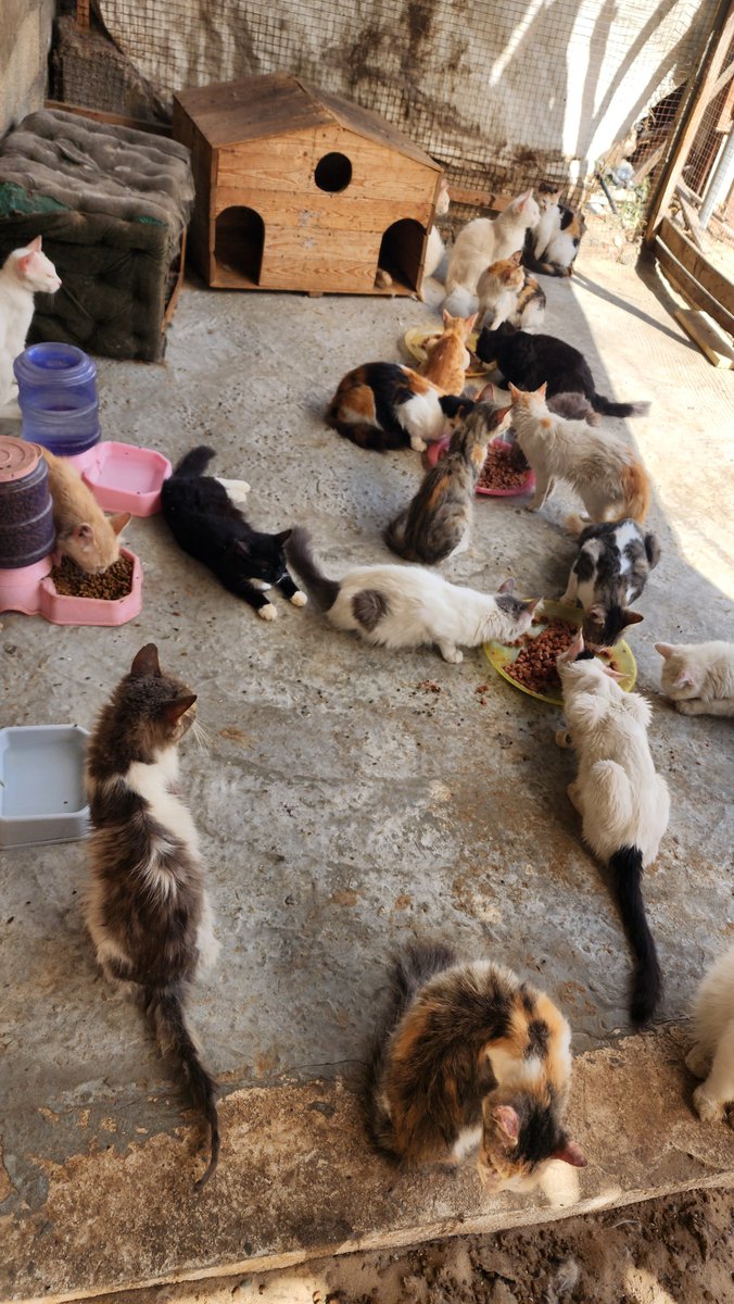 helpcatsmsallam's tweet photo. 🚨 IN THE EYE OF THE STORM: The past three days have felt like the absolute peak of this war. Night after night, successive waves of fighter jet airstrikes and non-stop artillery shatter the dark, shook by two violent blasts that made the earth tremble. Amidst this terrifying escalation, our campaign has crawled forward to 93% of our goal. 📈💔

We are only 7% away from completely securing their shield. But while we edge closer to the finish line, my heart breaks for our 17 innocent cats. They are incredibly sensitive to these deafening sounds; at every massive blast, they jump and run in pure terror, desperately searching for a corner to hide. Two weeks ago, I proactively secured a critical 4-month food supply to prevent immediate starvation, but with the battlefield boiling like never before, I cannot leave their future to chance. I must secure the remaining stock for a full 6-month reserve before the doors close completely. Direct support is their only real anchor of safety. 🐾

We are in the absolute final stretch to cross the 100% mark. Please stand with our strategy and bridge the remaining 7% through our Campaign: https://t.co/CzGgwtStPD 

while their urgent daily critical meals and emergency vet care continue to rely entirely on your direct support via PayPal: 
https://t.co/yfTFqJhED8

We refuse to let the terror swallow our compassion. Please be our amplifier today and help us close this goal. Retweet, share, or donate—your empathy is our only armor. 🙏⏳

#Gaza #GazaCats #Survival #StopTheWar #NorthGaza