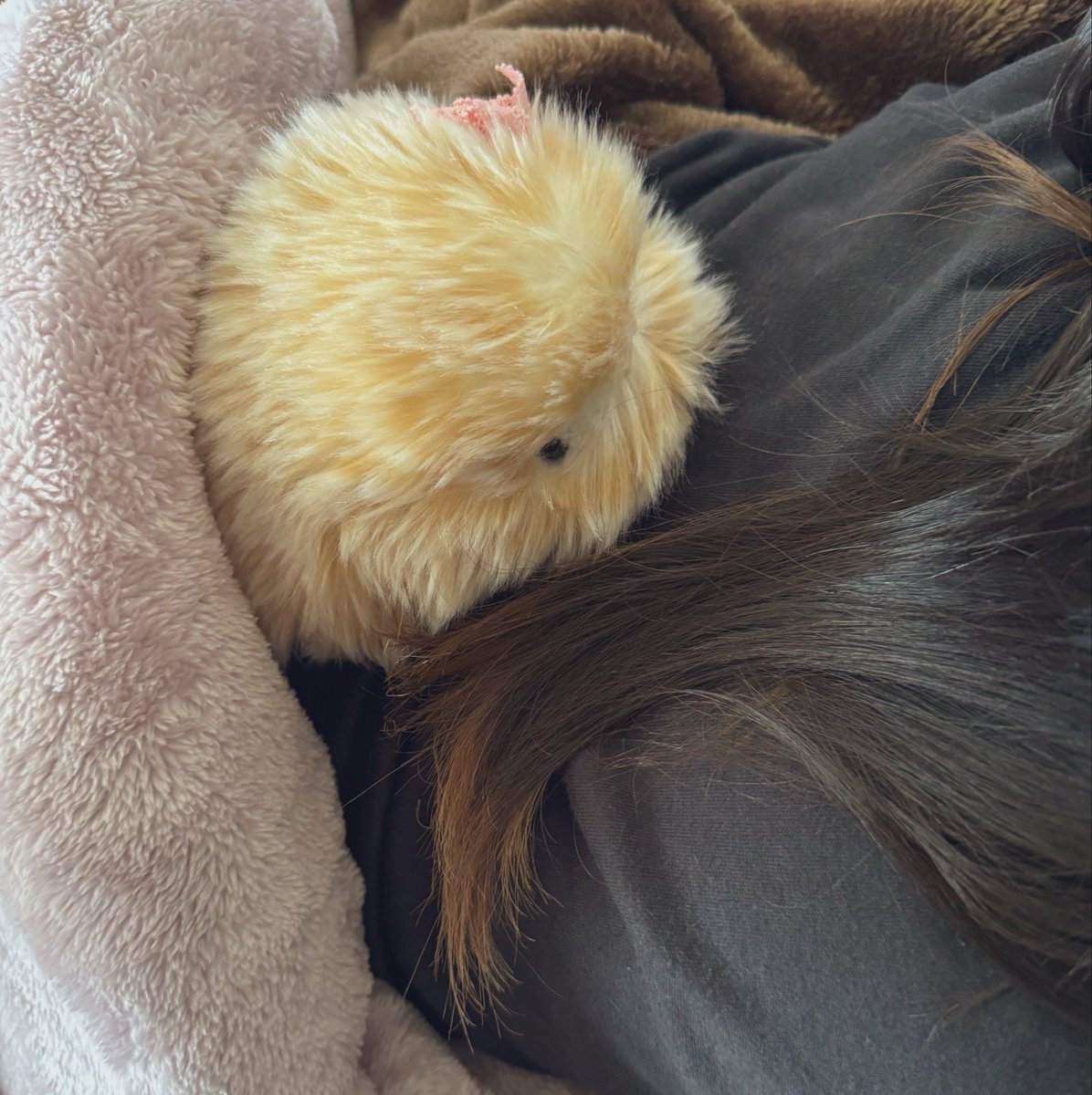 mofupimaru's tweet photo. 今日は体調不良で学校お休みした娘の付き添いをするマカロン😌✨

背中での振動が楽しいのか凄く
ご機嫌でした✨
「マ〜カちゃ〜ん」と呼ばれると
嬉しそうなマカロン♡
#モフリン https://t.co/hf8t14ymWu