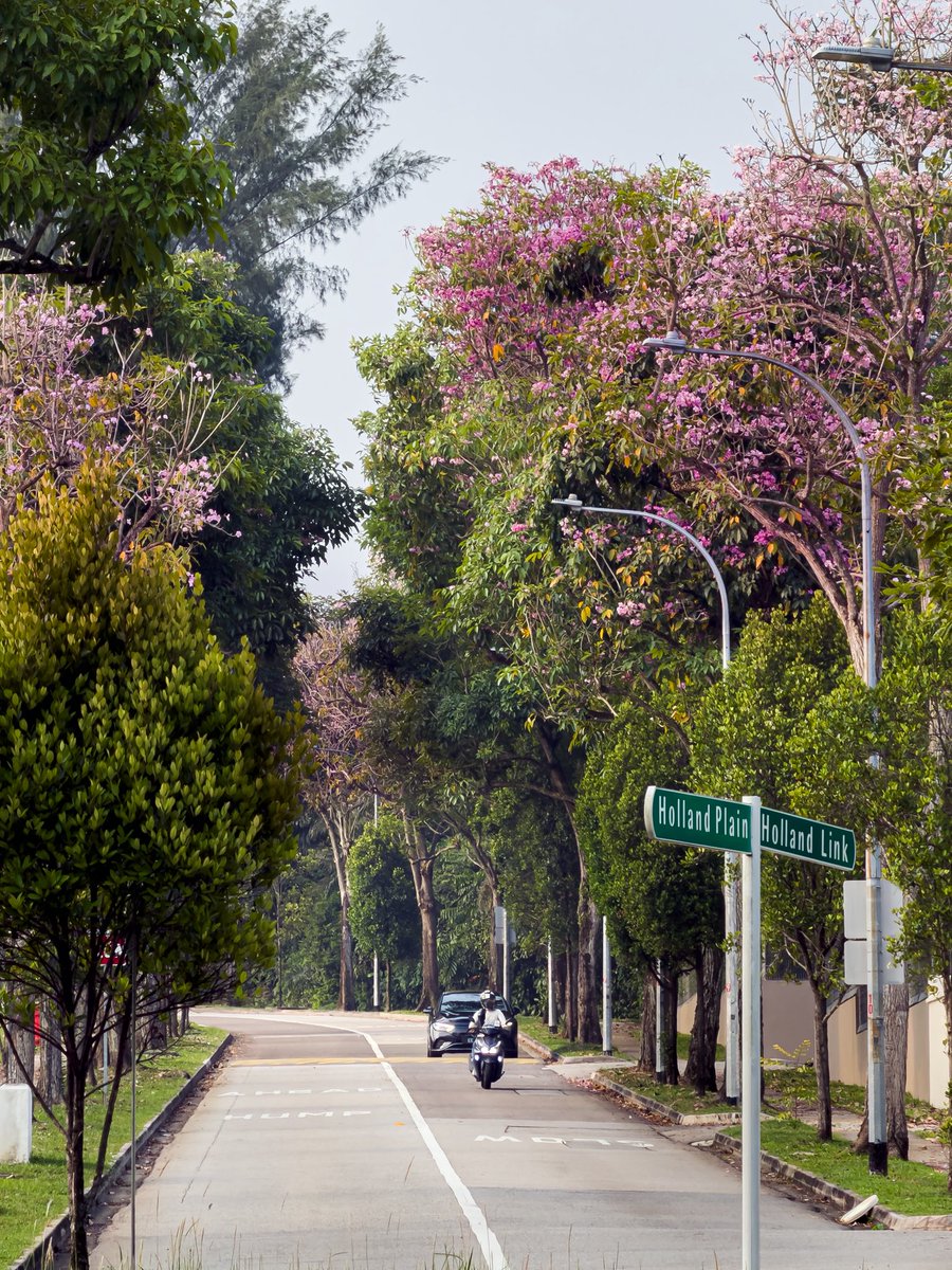 javanng's tweet photo. Japan has cherry blossoms, Singapore has trumpet trees! 

Proof that Singapore’s rain brings the prettiest surprises 🌧️➡️🌸. Have you spotted these trumpet trees blooming in your neighborhood yet?

#singaporesakura #singapore #bloominsg #natureinsg #cityvibes #pinkflowers https://t.co/K6v2uSQTM2