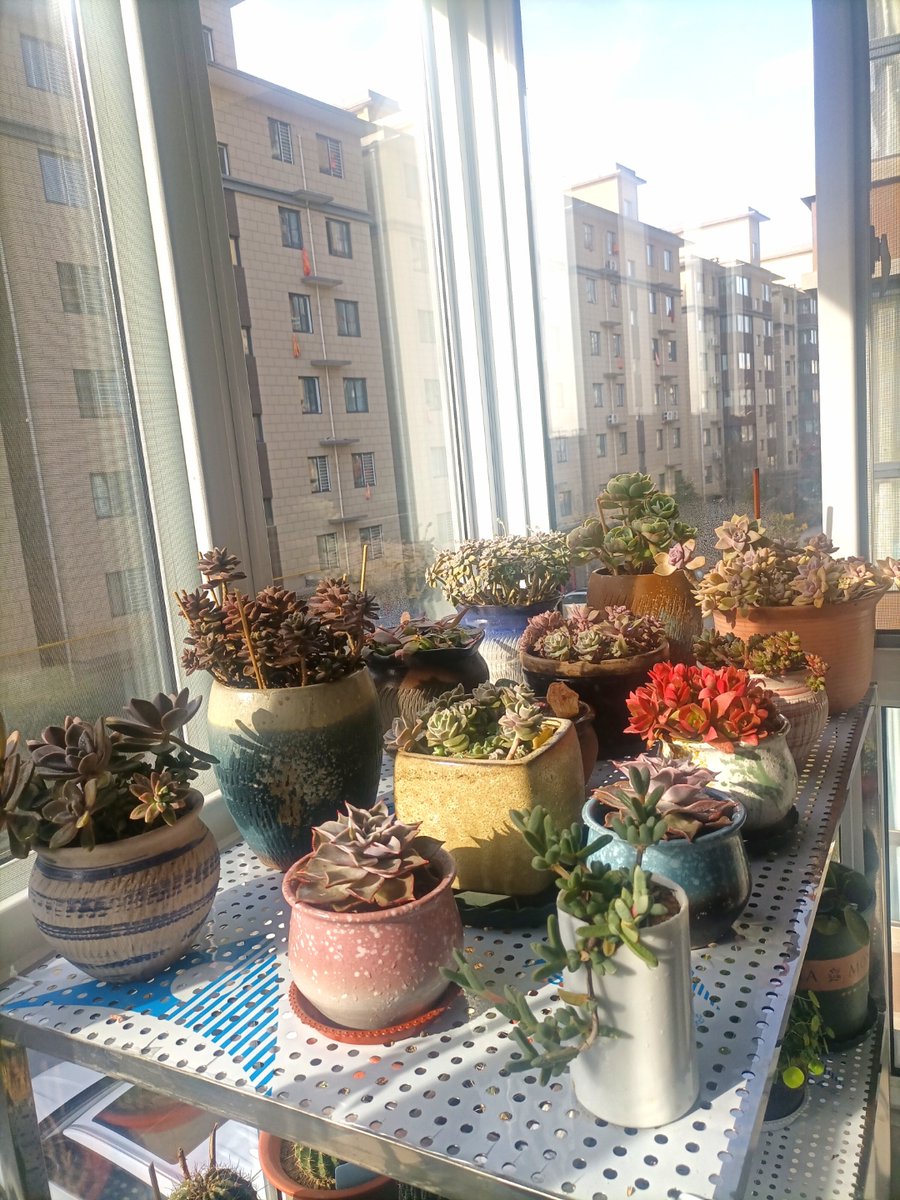 PatrickSisrzpi's tweet photo. Cuidado de plantas: no riegas si la tierra está húmeda, evitas errores comunes y tus verdejos prosperan. https://t.co/ixdmmnpjAL