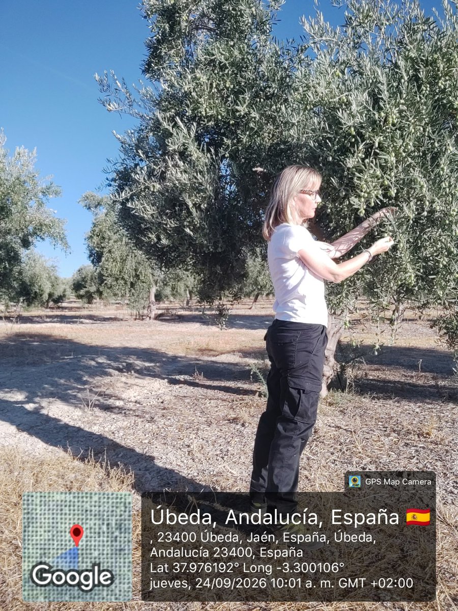 citoliva's tweet photo. 🫒En el #GO supraautonómico #NIROLIVE estamos realizando la recogida de muestras de aceituna de la nueva campaña en @OroBailen

🔬Posteriormente,se trasladarán al laboratorio de CITOLIVA para determinar su contenido en grasa mediante el método de referencia

Financia:@gobmapa #UE https://t.co/Xy68sl4o9N