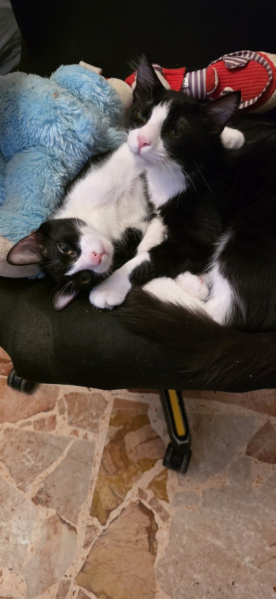 LucaRossi080's tweet photo. Thor e Loki...amori miei ❤️❤️❤️   #lovercats #gatti #cats https://t.co/1pMoa4fVNi