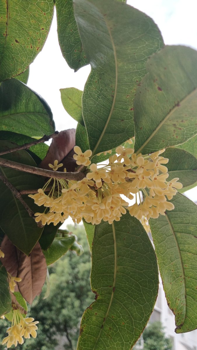 Wiwit21417198's tweet photo. [The sweet osmanthus in the old yard is in full bloom, I enjoy every moment with my family, that's the best gift!] https://t.co/BDk6fjPY87