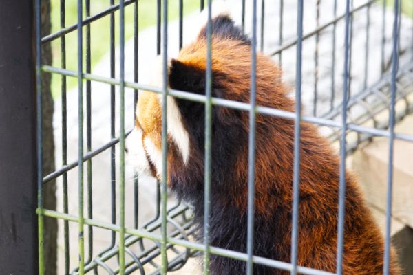 rodpanda21's tweet photo. 明登(メイト) さん⛄️
市川市動植物園
#メイト #明登
#lesserpanda #redpanda #レッドパンダ #小熊貓 #シセンレッサーパンダ #レッサーパンダ #ソラ
#動物 #動物園 #zoo #animal #動物写真 #動物園写真 #animalphoto #zoophoto
#動物が好き #レッサーパンダが好き
#市川市動植物園
🍎 https://t.co/vlv5YWr5ba
