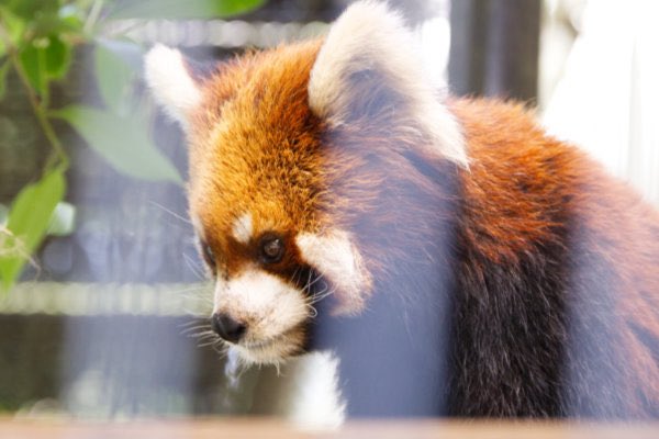 rodpanda21's tweet photo. 明登(メイト) さん⛄️
市川市動植物園
#メイト #明登
#lesserpanda #redpanda #レッドパンダ #小熊貓 #シセンレッサーパンダ #レッサーパンダ #ソラ
#動物 #動物園 #zoo #animal #動物写真 #動物園写真 #animalphoto #zoophoto
#動物が好き #レッサーパンダが好き
#市川市動植物園
🍎 https://t.co/vlv5YWr5ba