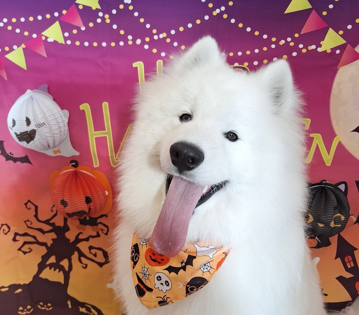 vaccine_02's tweet photo. 保育園でシャンプーしてもらってフワフワになりすぎた犬見てほしい https://t.co/ygR8ODge1j