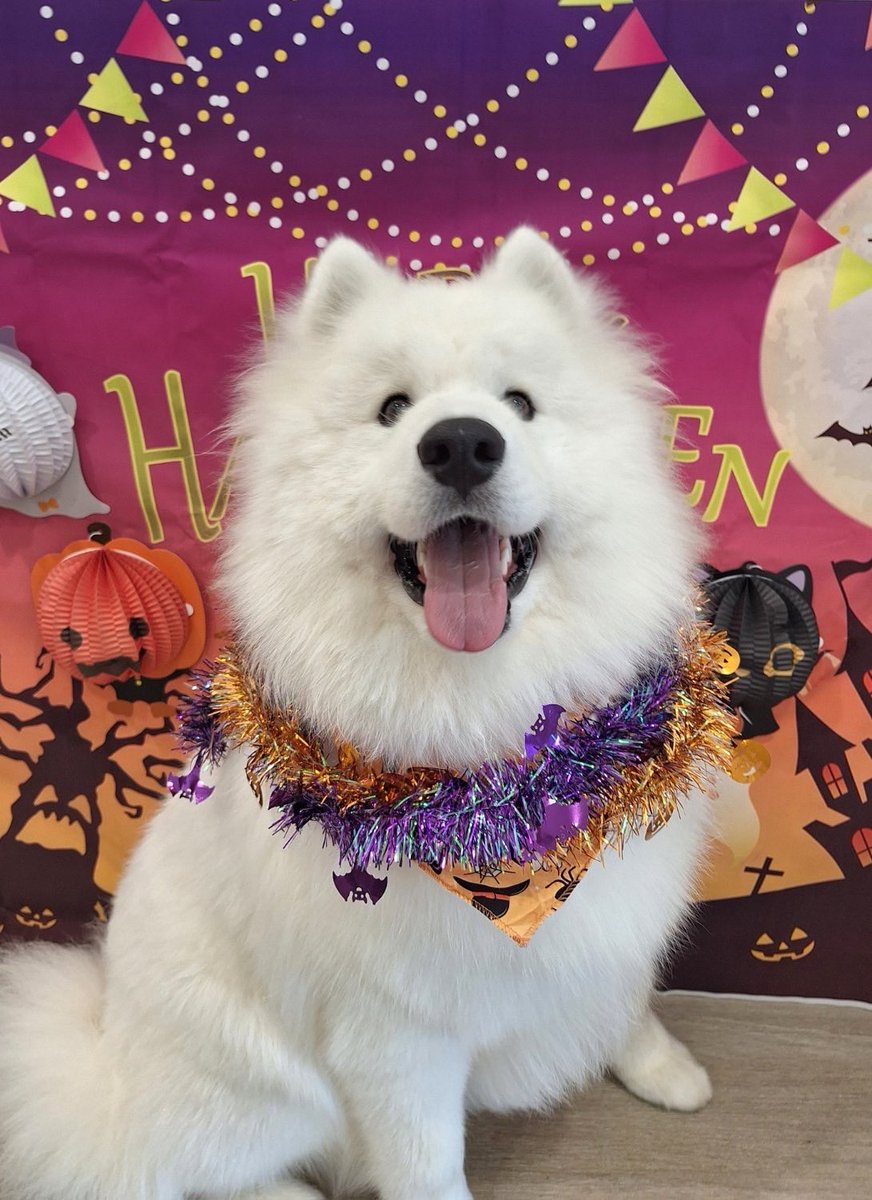 vaccine_02's tweet photo. 保育園でシャンプーしてもらってフワフワになりすぎた犬見てほしい https://t.co/ygR8ODge1j