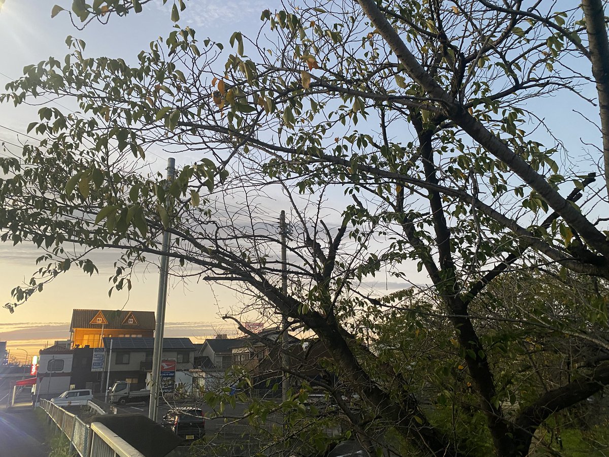 YuuriShinan's tweet photo. 春日井市内だけど葉は秋らしく🍂なってきた！ https://t.co/2aNYekPnLr