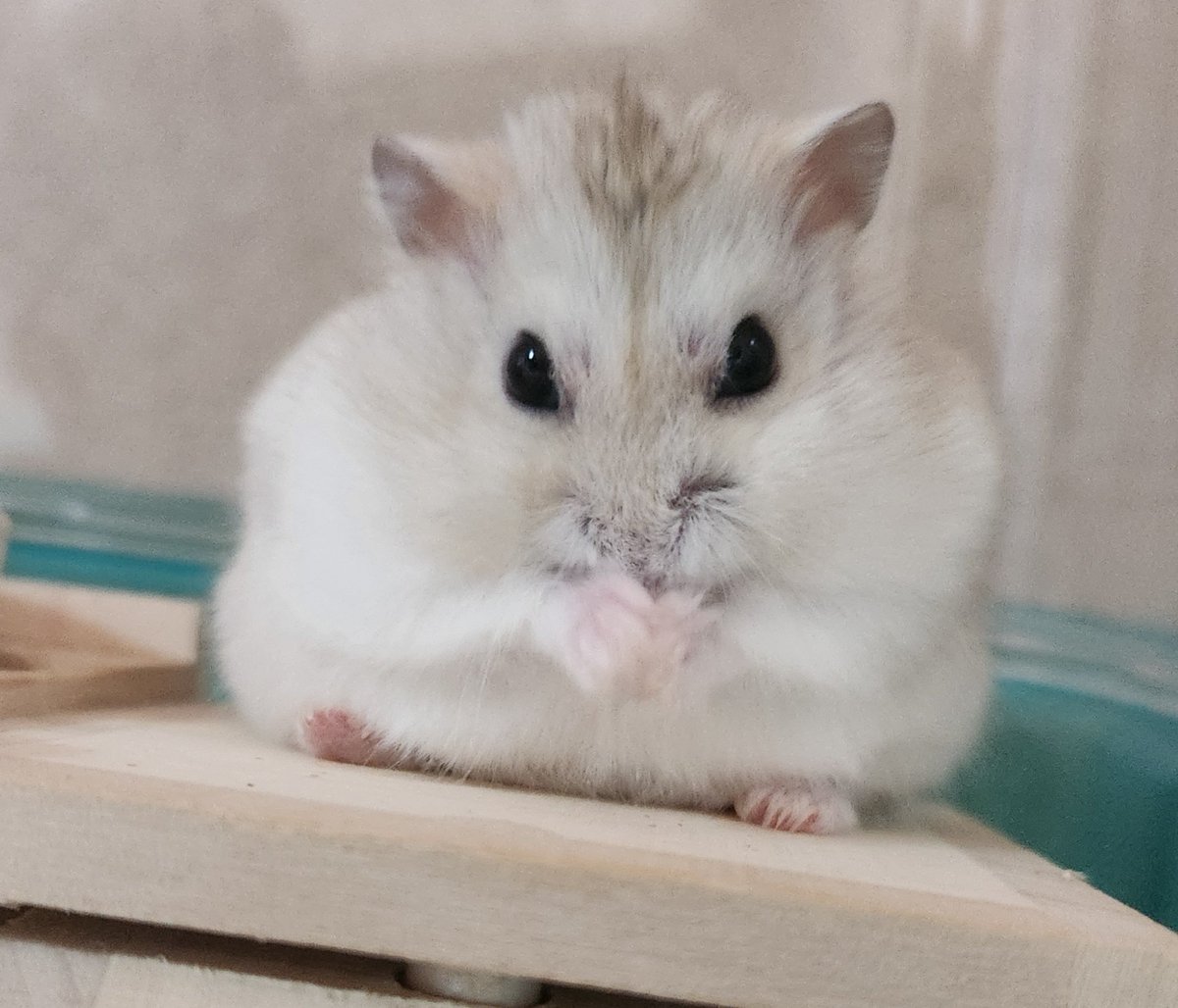 my_hmgmouse's tweet photo. #今日のこぱん https://t.co/hOyDzujdao