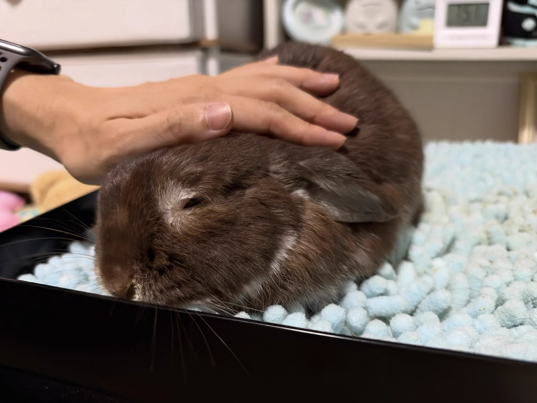 今日もうちのうさぎがかわいい on X: 