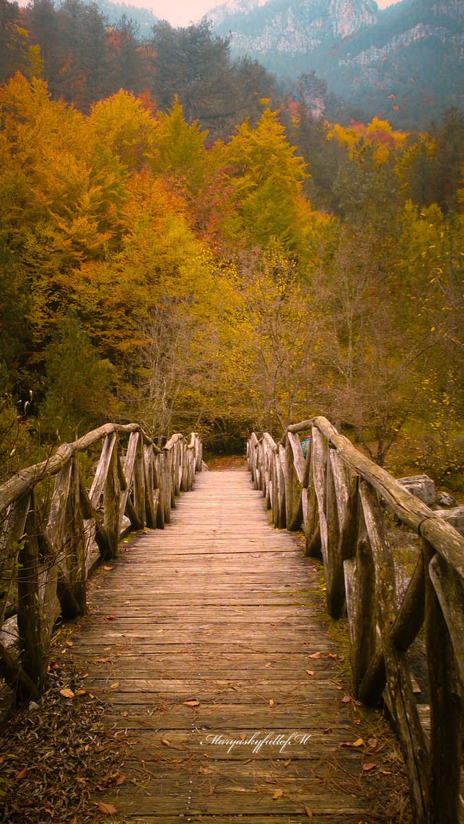 MaryaskyfullofM's tweet photo. A little autumn chill, a forest full of gold, and every excuse to hold you closer🍂 https://t.co/LRs98HtocJ