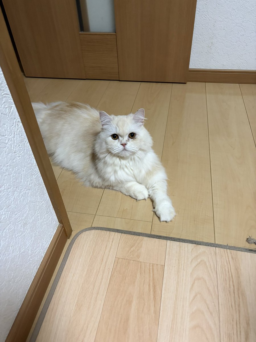 RaigaRider's tweet photo. 猫🐈 https://t.co/04ffgCpWyY