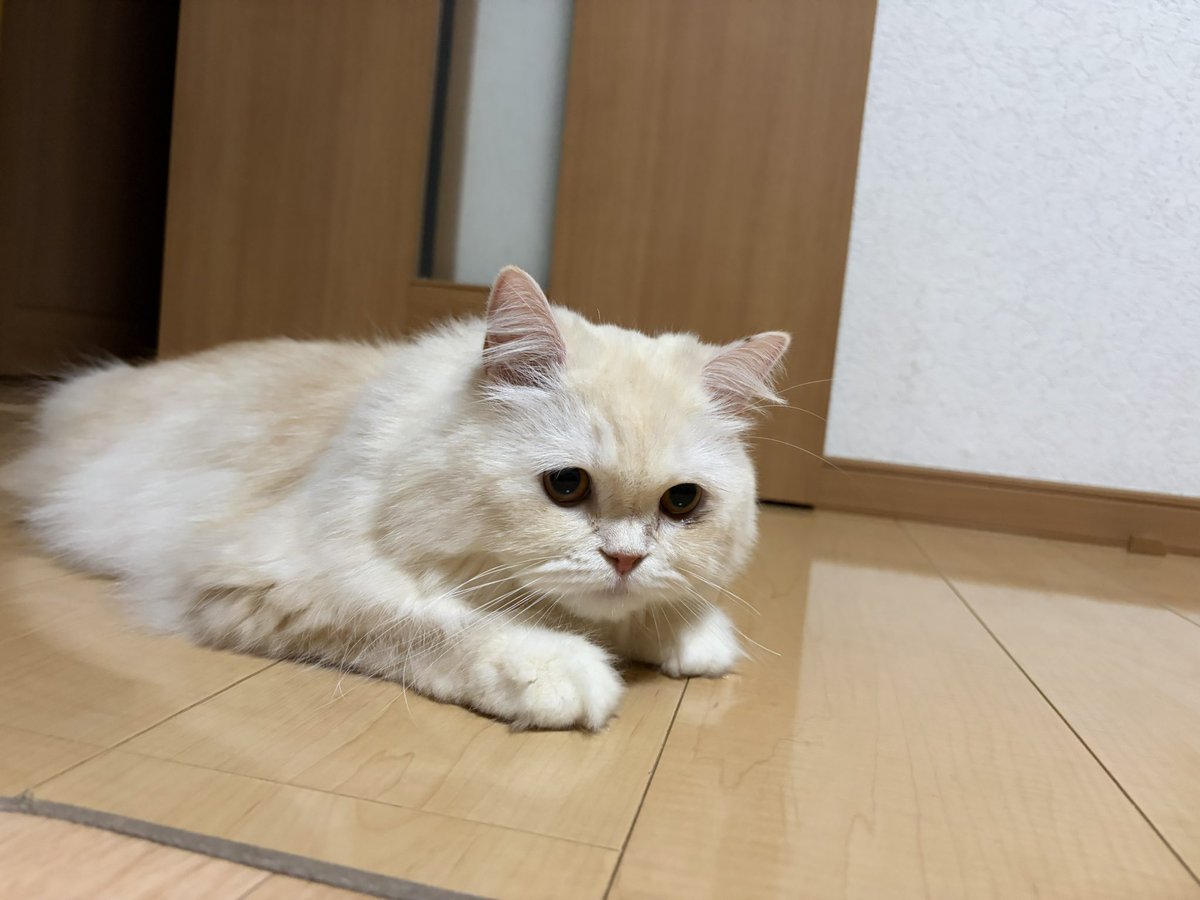 RaigaRider's tweet photo. 猫🐈 https://t.co/04ffgCpWyY