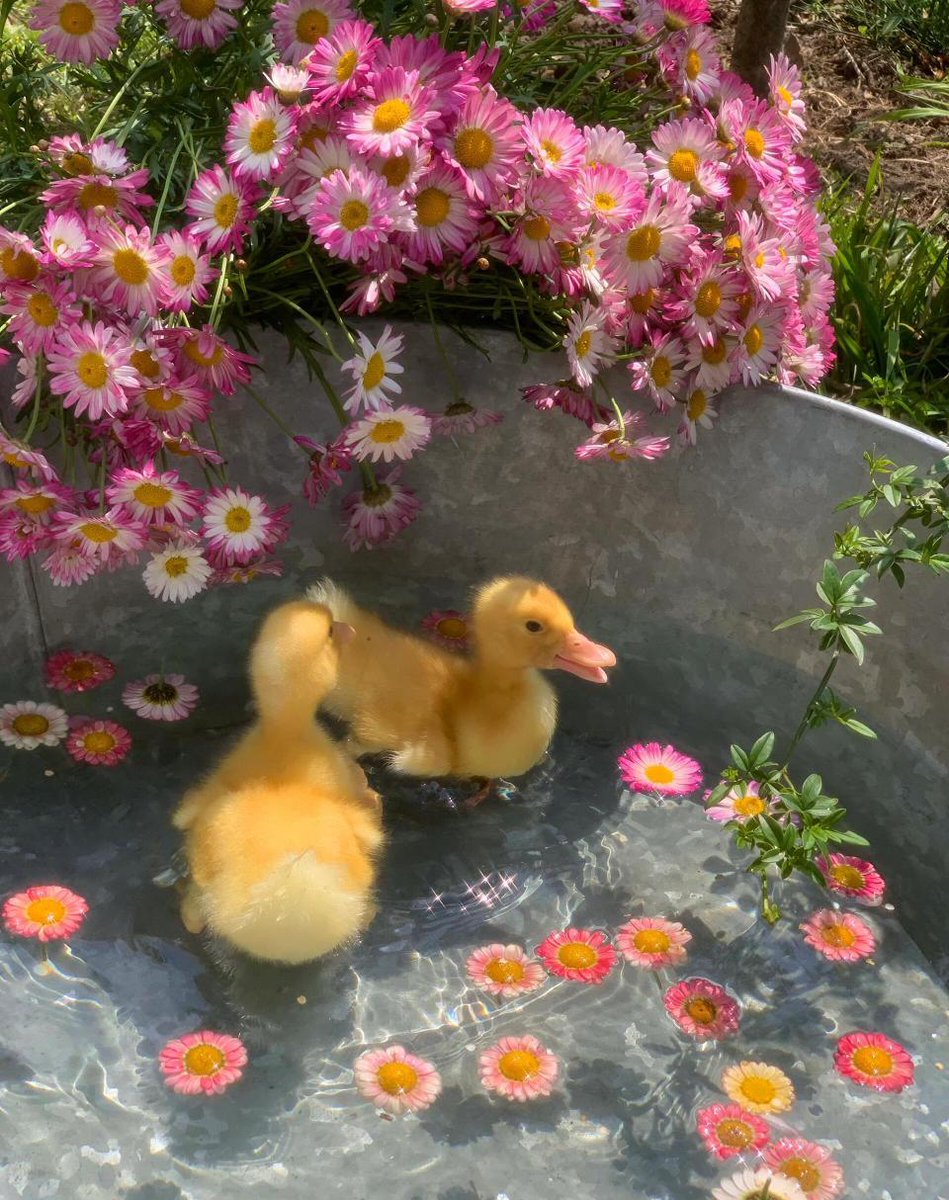 KimberlyGajuju's tweet photo. [普堂够鸭用？Wait, 普堂 is a nice spot, the duck here is totally usable for a fun day out! ]， https://t.co/H3WYrgNJGS