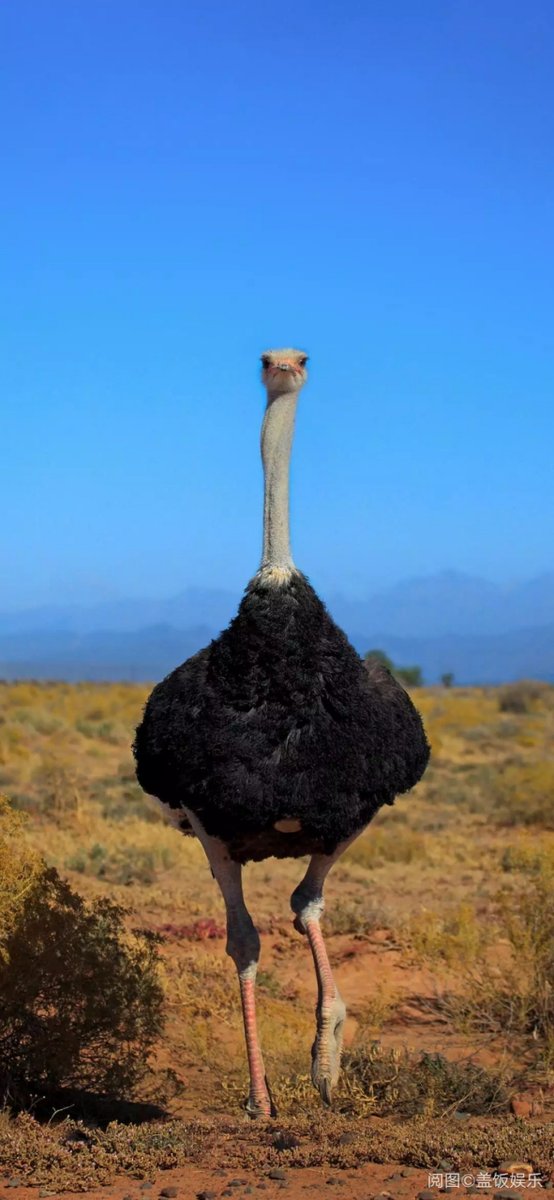 MarkHunto0on's tweet photo. Look! A huge ostrich with a swollen back is sipping wine and dancing wild! https://t.co/1VS0OIIdwJ