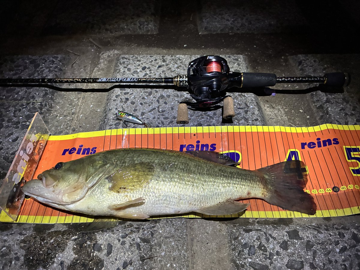 MemorableFish's tweet photo. 仕事早上がりしてびん沼夕活

90分の短時間勝負🎣
表層中心に攻めて最後にトップで40up！
写真撮ってたらすぐに真っ暗👀

水温下がって一気に秋の雰囲気でした🍂 https://t.co/tgmLxt9N1J