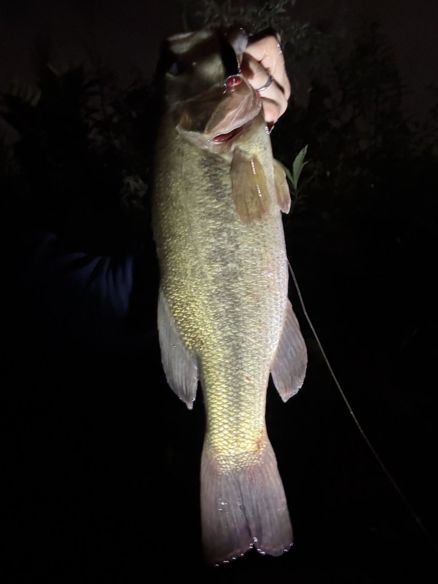 MemorableFish's tweet photo. 仕事早上がりしてびん沼夕活

90分の短時間勝負🎣
表層中心に攻めて最後にトップで40up！
写真撮ってたらすぐに真っ暗👀

水温下がって一気に秋の雰囲気でした🍂 https://t.co/tgmLxt9N1J
