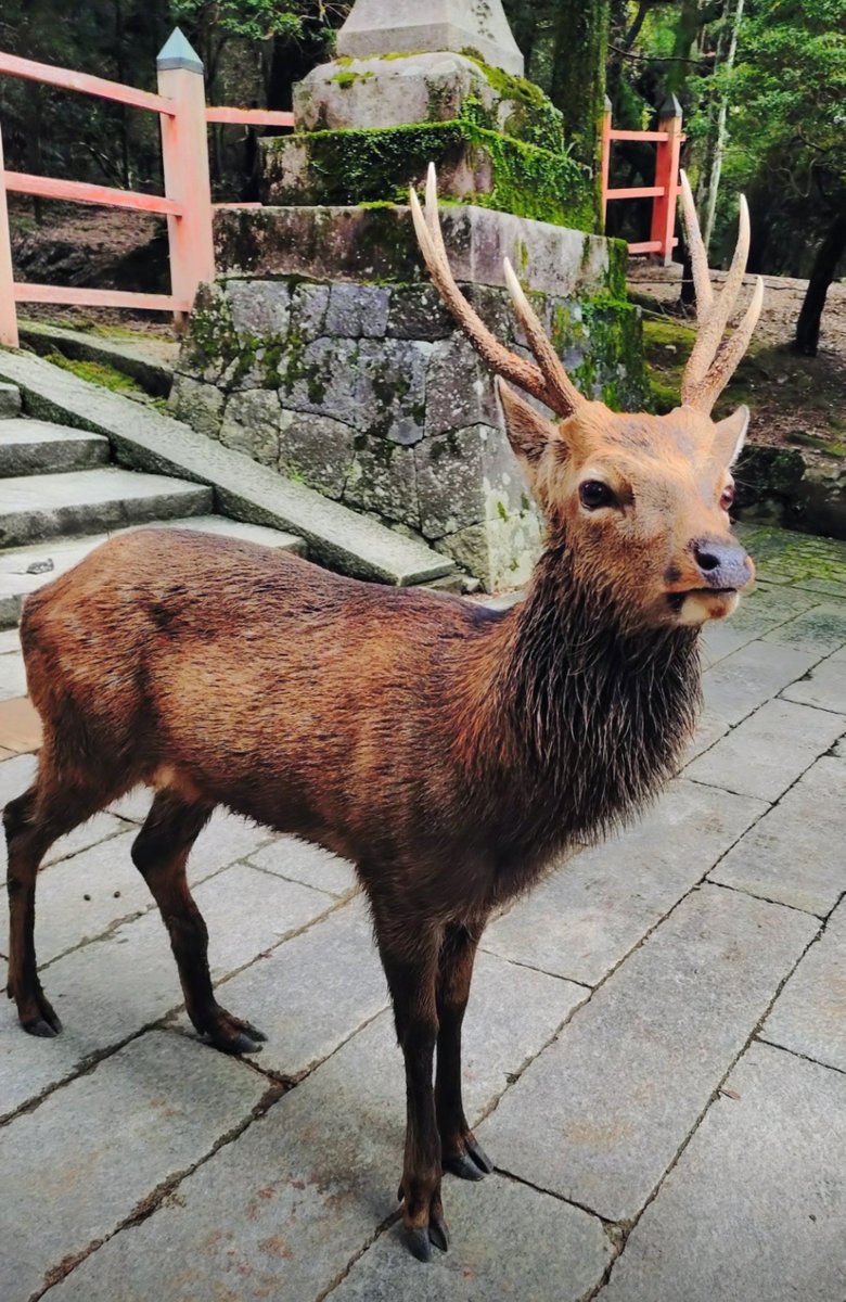 razu9989's tweet photo. 大仏様も折角やし観に行ったら致死量の🦌と修学旅行生と観光客でいっぱいやったw https://t.co/4l5H7da9Mh