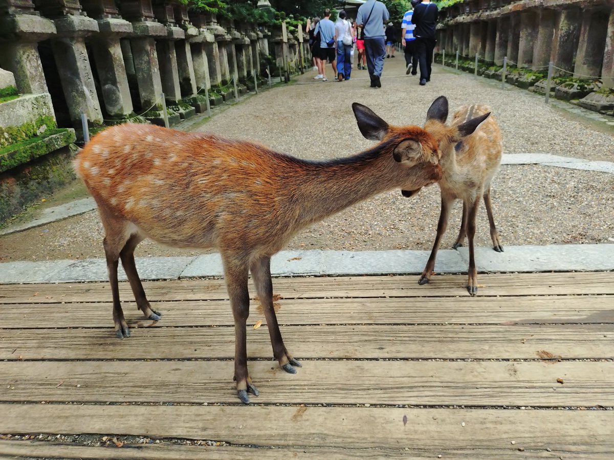 razu9989's tweet photo. 大仏様も折角やし観に行ったら致死量の🦌と修学旅行生と観光客でいっぱいやったw https://t.co/4l5H7da9Mh