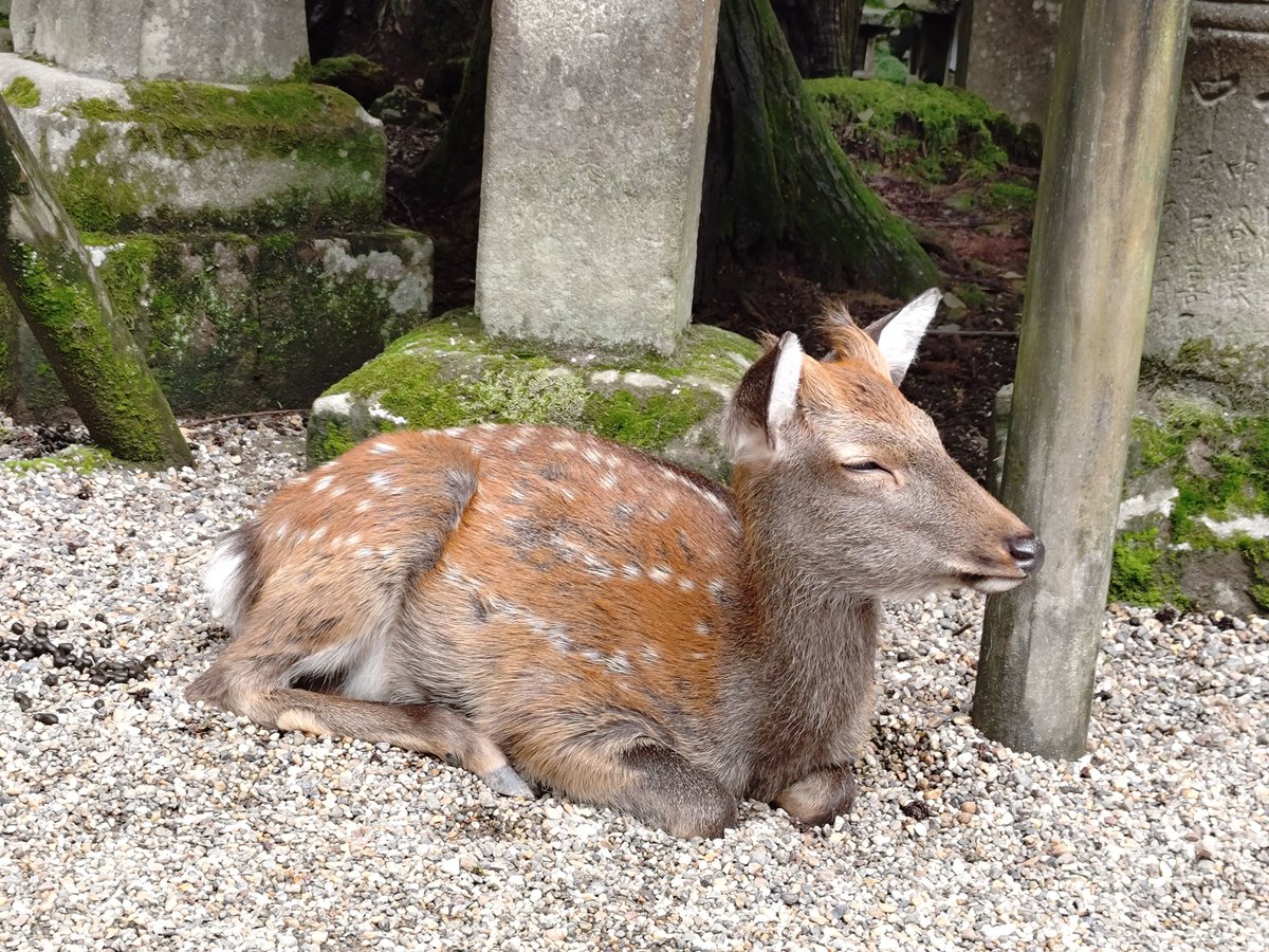 razu9989's tweet photo. 大仏様も折角やし観に行ったら致死量の🦌と修学旅行生と観光客でいっぱいやったw https://t.co/4l5H7da9Mh