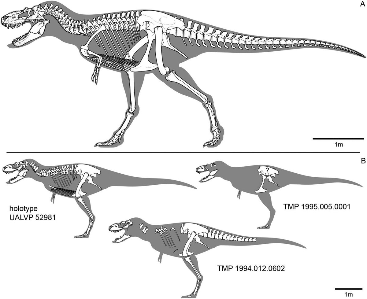 TM9380's tweet photo. Perfect timing for #FossilFriday! A new albertosaurine tyrannosaur! Dubbed Tromerosaurus solumons, it highlights features shared between both albertosaurines and tyrannosaurines. It also coexisted with Daspletosaurus wilsoni. Paper linked below… https://t.co/YqWBm6QmLH