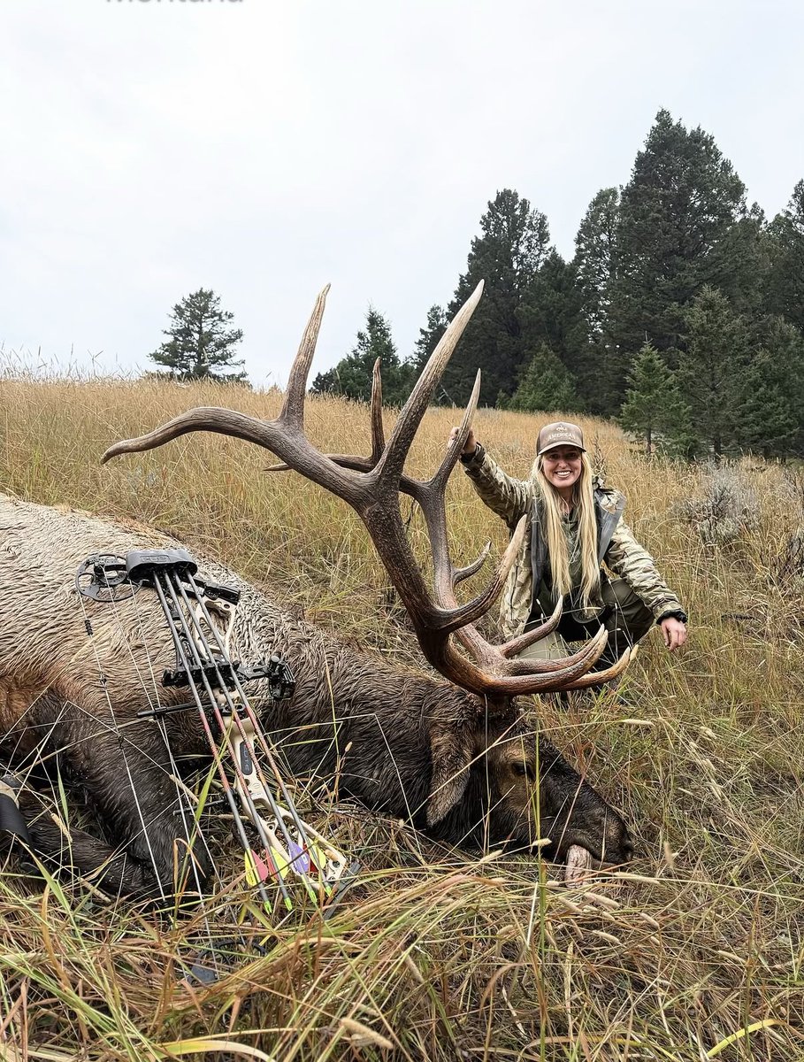 SPORTSMANchnl's tweet photo. "2026 Montana 🏷️/ public land archery bull punched👊👊!" 

Congrats to @lauren.keeney, that is a great accomplishment! 

#ITSINOURBLOOD #outdoors #hunting #elk #bullelk https://t.co/sSRSWT8xGW