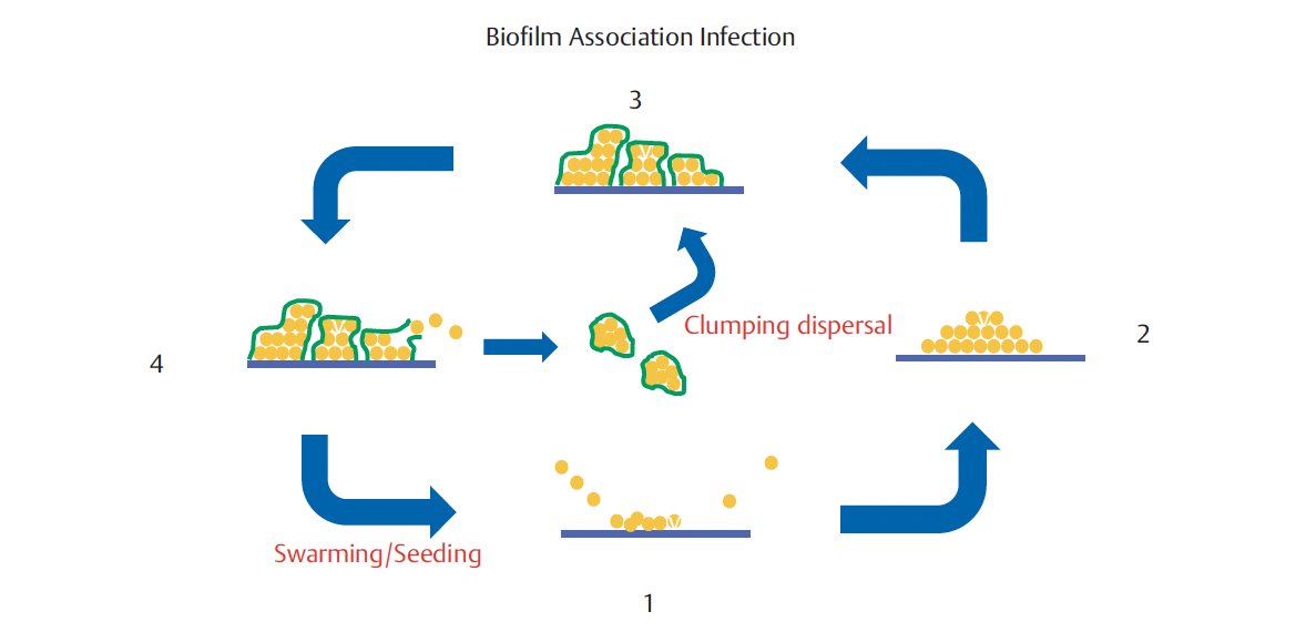 RDASPFT's tweet photo. Biofilm pathogenesis. Planktonic bacteria attachment to Detachment https://t.co/i6v40U6Q3x