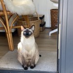 Photo by Catswhisker (@OtherthingsCats)